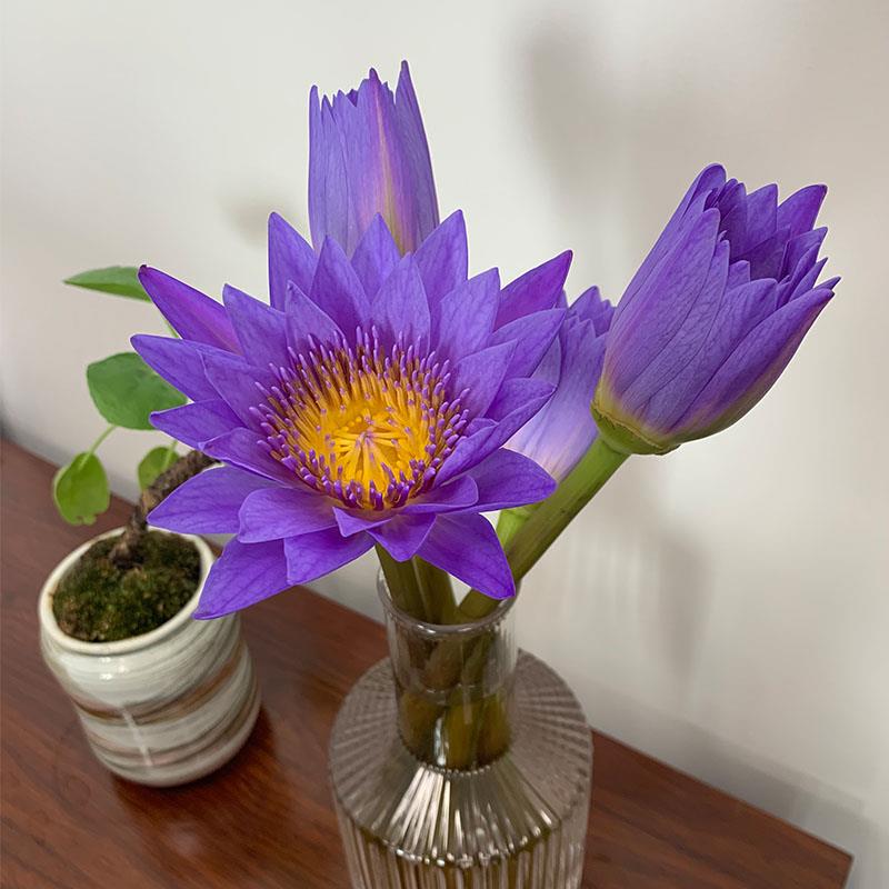 花艺插花 A级紫色睡莲鲜花真花节庆用花水养家庭花瓶水养插花
