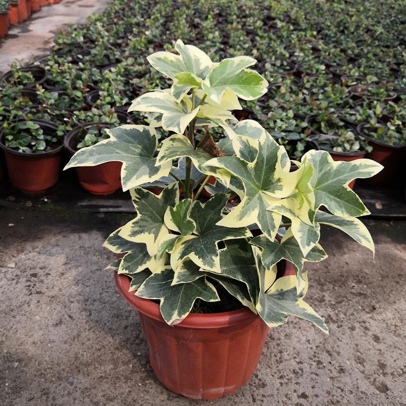 熊掌木盆栽盆景常绿木本植物金叶绿植耐热多年生阳台庭院包邮