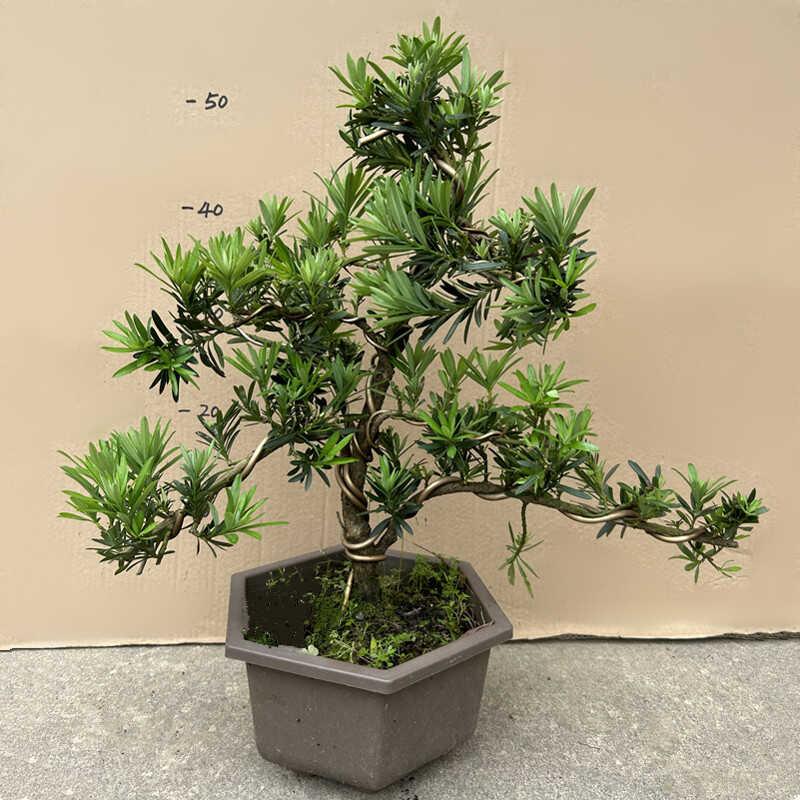 一物一拍造型罗汉松盆景树桩盆栽植物四季常青绿植室外阳台迎客松