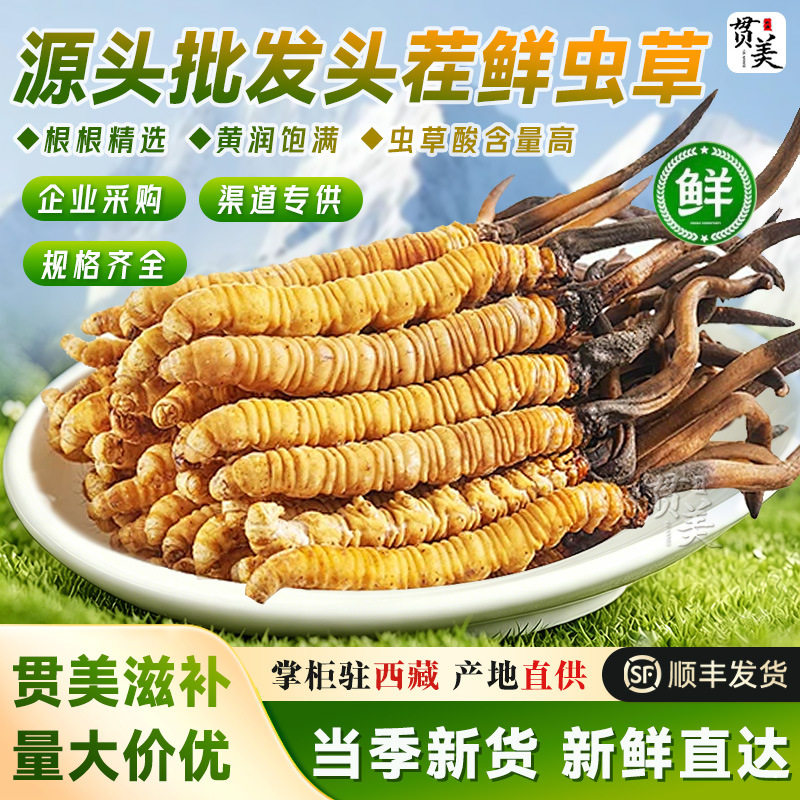 那曲鲜虫草高海拔头茬源头直供冬虫夏草诚招代理实体店直播货源