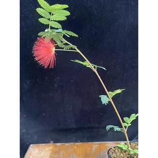 日本红花姬合欢网红好养阳台窗台花卉微景观迷你桌面盆栽小植物苗