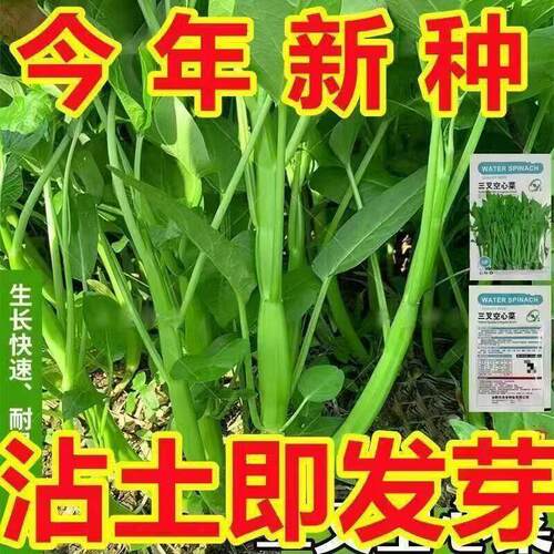 三叉空心菜种子四季播种水培蔬菜种子生长快速适合新手小白