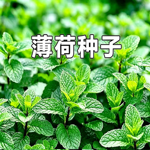 薄荷种子柠檬薄荷种子花草植物种子四季阳台薄荷盆栽
