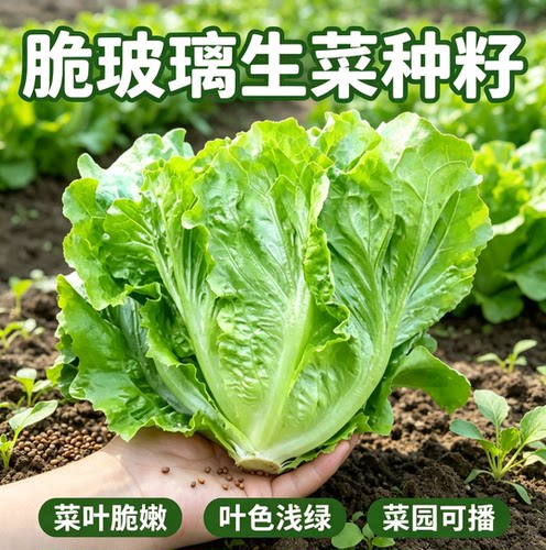 种孑四季甜脆玻璃生菜种子脆嫩生吃生菜种籽阳台四季盆栽春季蔬菜