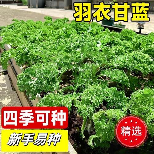 羽衣甘蓝种子四季播种菜