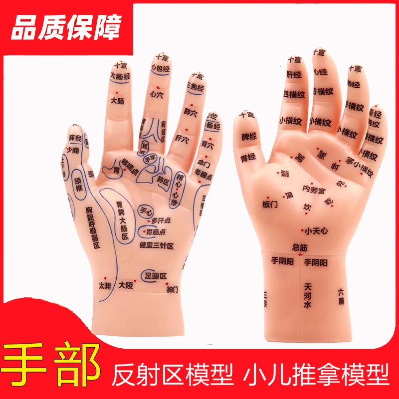 超清晰软质刻字版手部按摩反射区穴位模型手模左手掌背