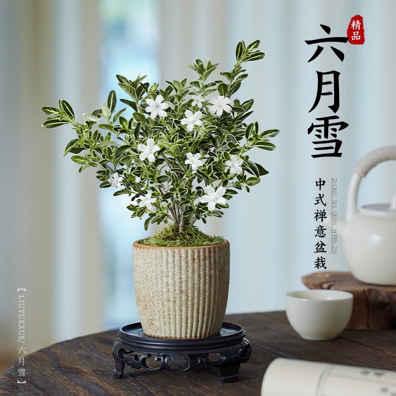 六月雪盆景室内老桩小盆栽植物四季开花卉好养活客厅桌面绿植摆件
