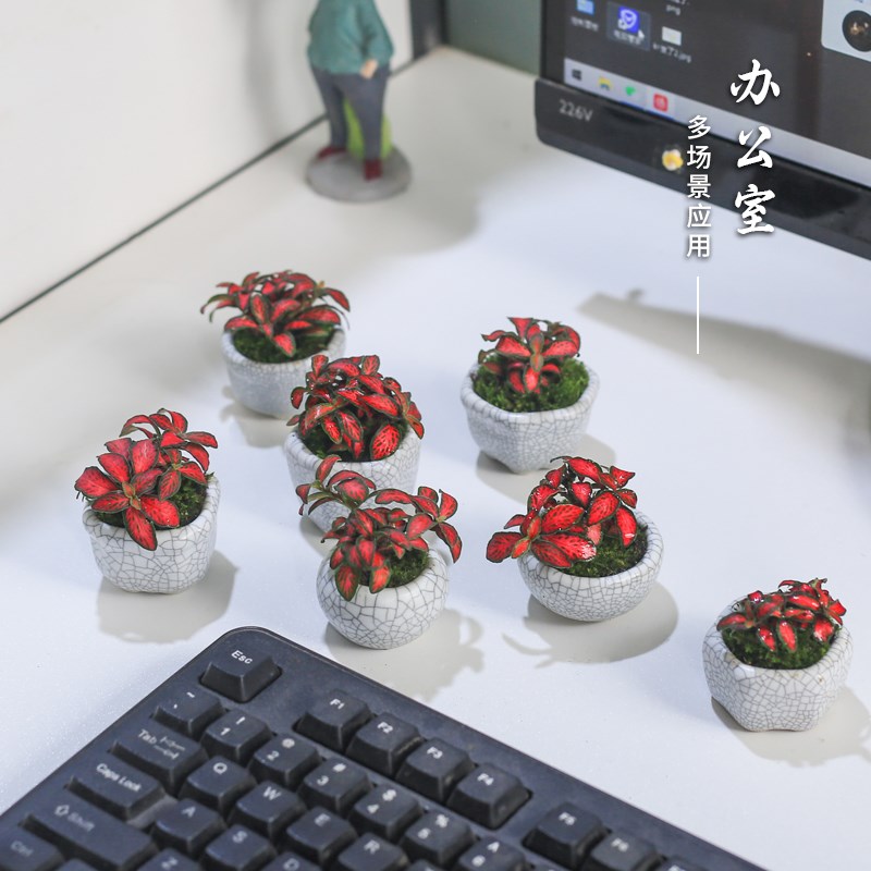 网纹草迷你盆栽组合苔藓微景观室内好养办公室微盆景桌面可爱绿植