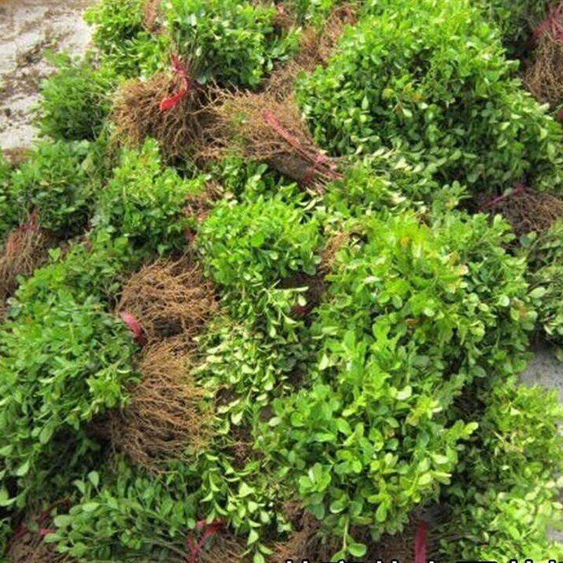 黄杨苗黄杨球小叶黄杨瓜子黄杨小苗四季常青高杆独干黄杨树桩盆景