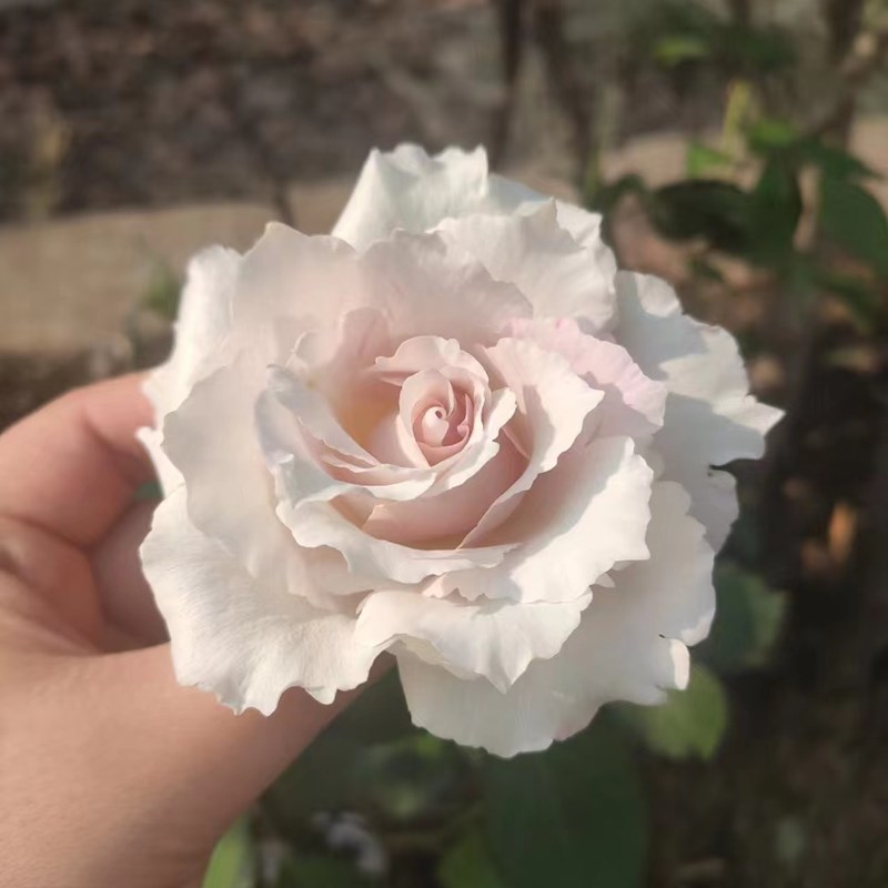 河本新品 萨菲/莎菲天使月季长势快 勤花 花径大 多季节重复开花