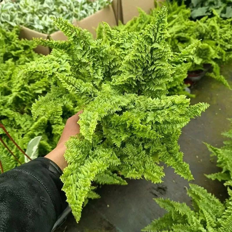 棉花糖蕨盆栽蕾丝蕨室内办公室桌面绿植花卉好养四季常青网红植物