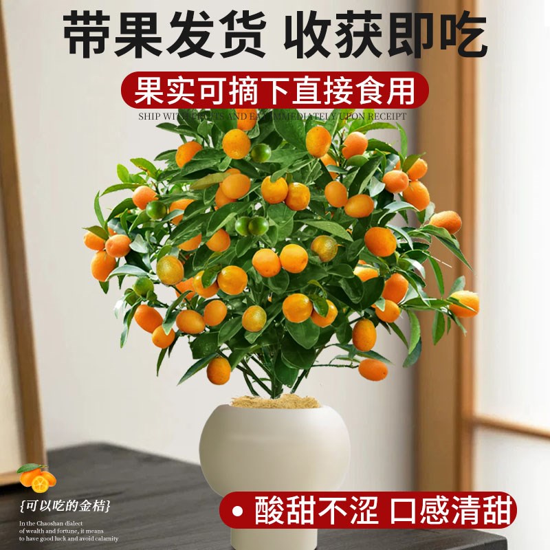 金桔树盆栽带果可食用四季脆皮橘子树苗室内客厅年宵招财绿植花卉