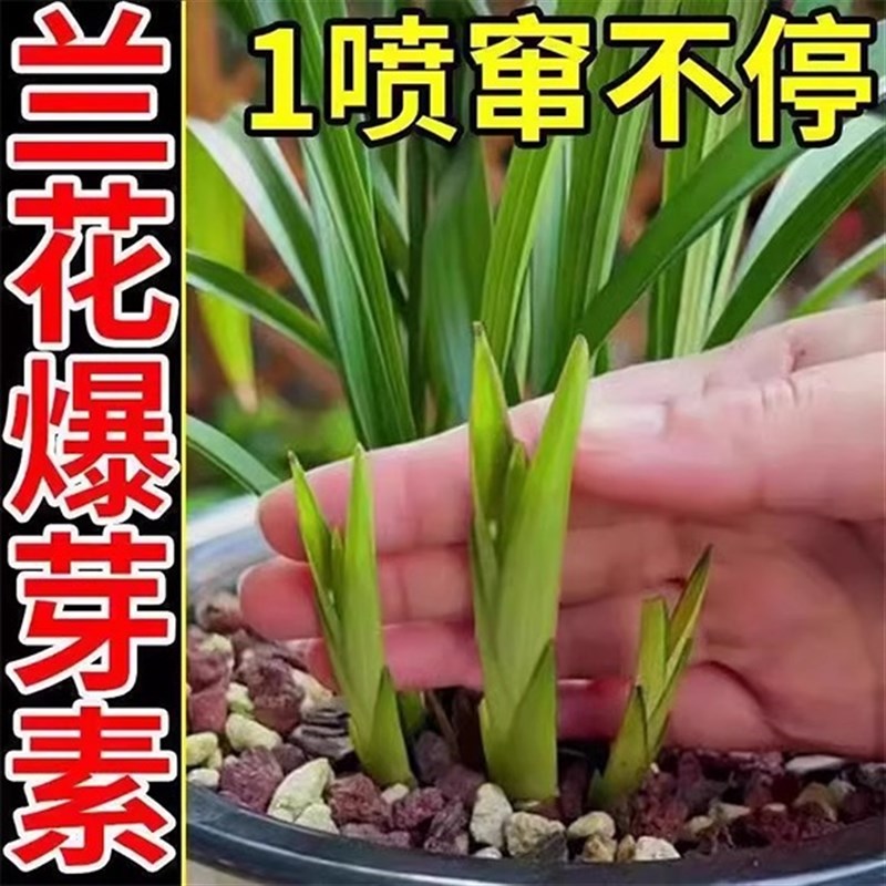 兰花多箭素肥料专用肥蝴蝶兰灵王营养液花箭素多剑爆芽多剪兰花肥