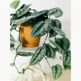 大叶小叶银斑葛花叶绿萝盆栽好养办公室内桌面绿植物长藤垂吊植物