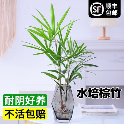 水培植物棕竹水竹绿植室内盆栽好养易活办公室桌面四季常青富贵竹