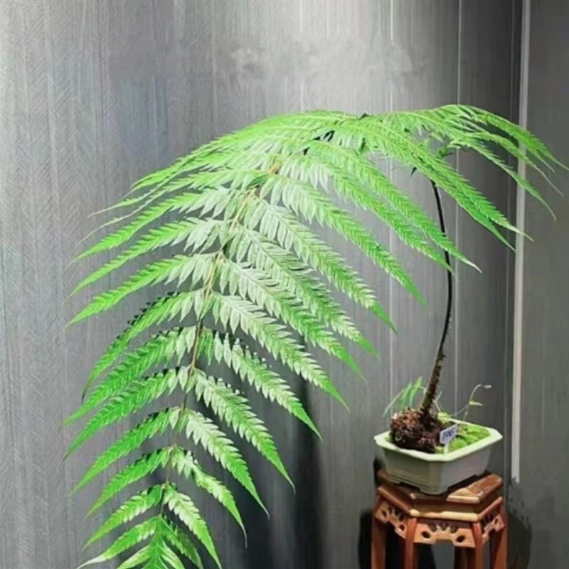 懒人绿植猴头蕨四季常青蕨类植物盆栽绿植好养活鲜活室内室外种植