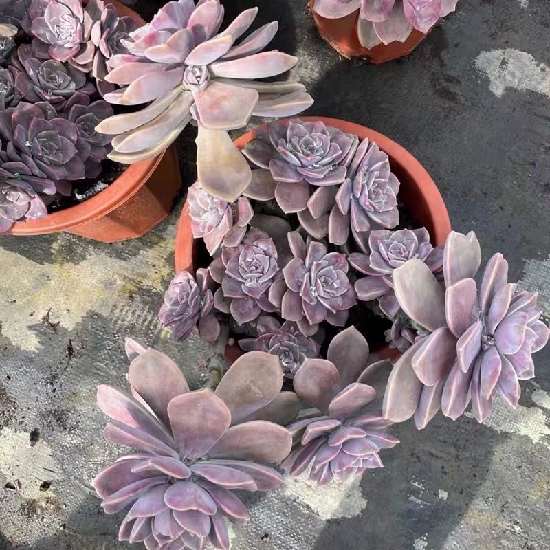 老桩多头群生紫乐多肉 紫悦新手好养 好度夏阳台室内露养庭院盆栽