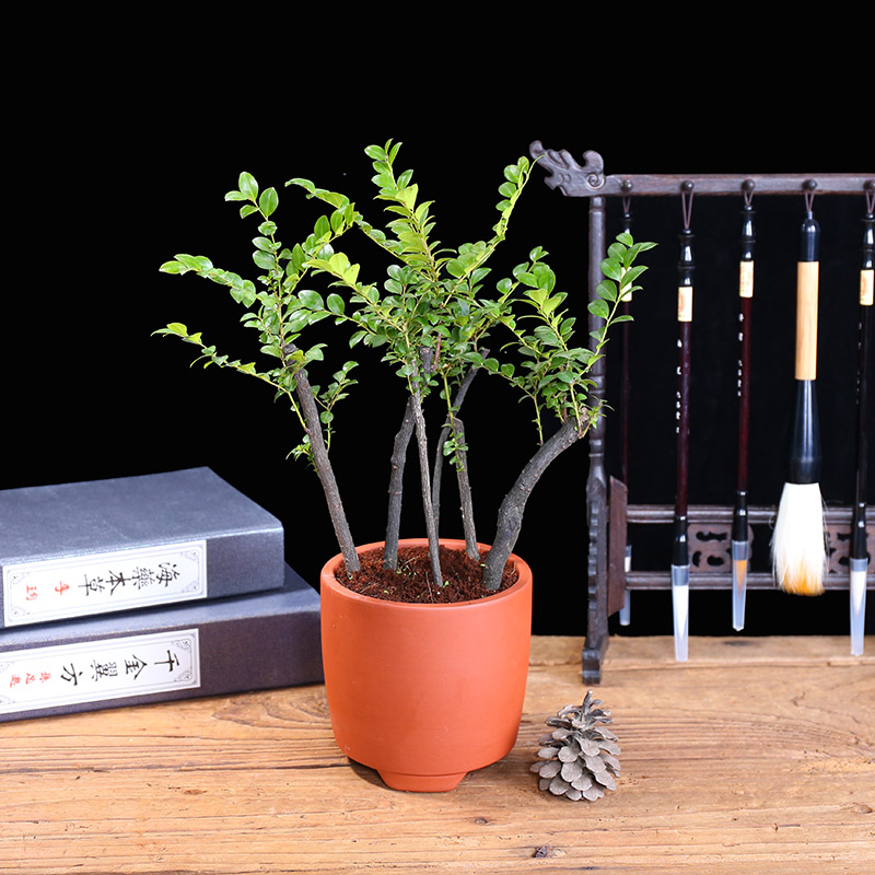 小叶紫檀盆景树苗紫檀树桩室内阳台盆栽花卉绿植耐寒四季常青植物