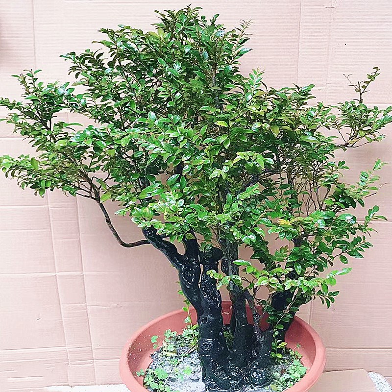 名贵小叶紫檀盆栽黑骨茶黑檀木盆景树桩室内桌面花卉绿植四季常青