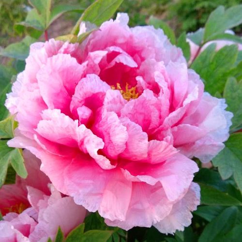 牡丹花苗盆栽大苗洛阳正宗带花苞牡丹花种缠枝重瓣花卉牡丹花树苗