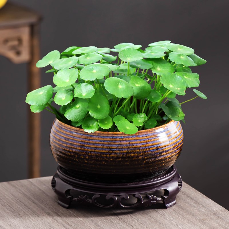 铜钱草窑变花盆无孔大陶瓷水培器皿室内绿植水仙花一叶莲花盆摆件