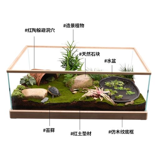 黄缘闭壳龟玻璃缸养安缘乌龟半水龟专用缸生态环境造景水陆养殖箱