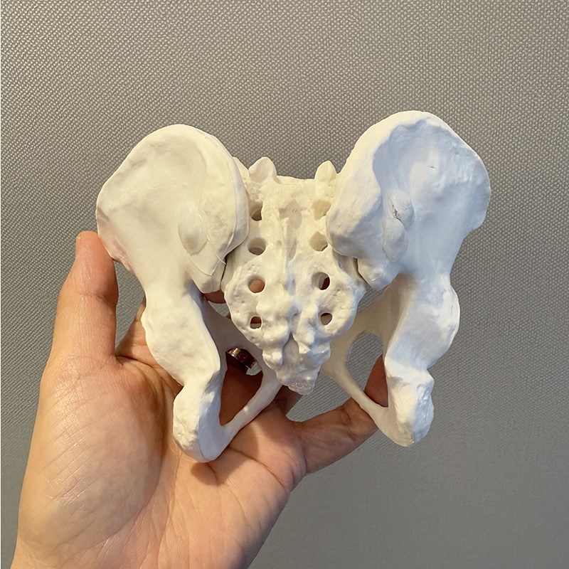 小型可活动女性小骨盆迷你小盆骨产后康复人体骨骼教具模型