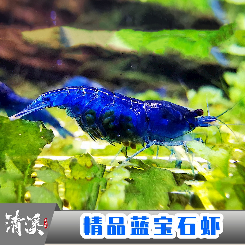 蓝宝石米虾观赏冷热n带淡水虾子大小成年繁殖鱼缸虾鲜活宠物邮