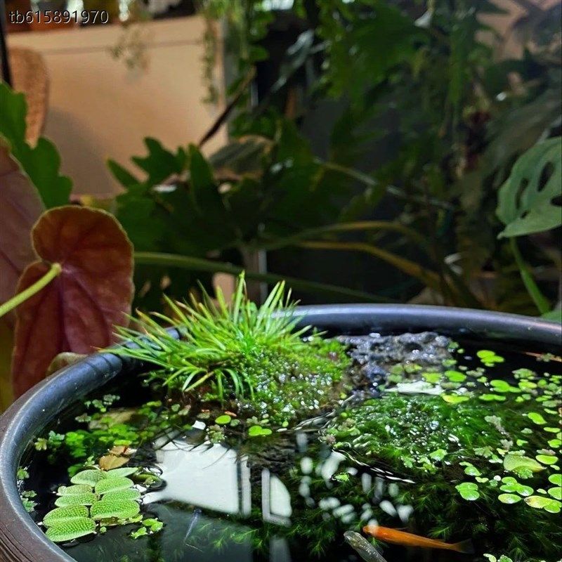 水缸古法养鱼水草套餐鱼缸造景素材水草泥净水真Y草增氧植物