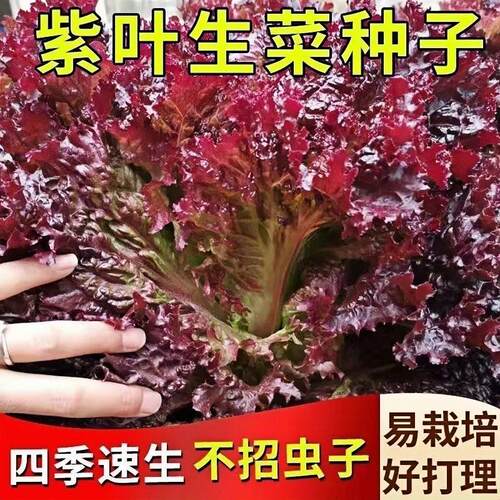 紫生菜种子种籽孑紫色蔬