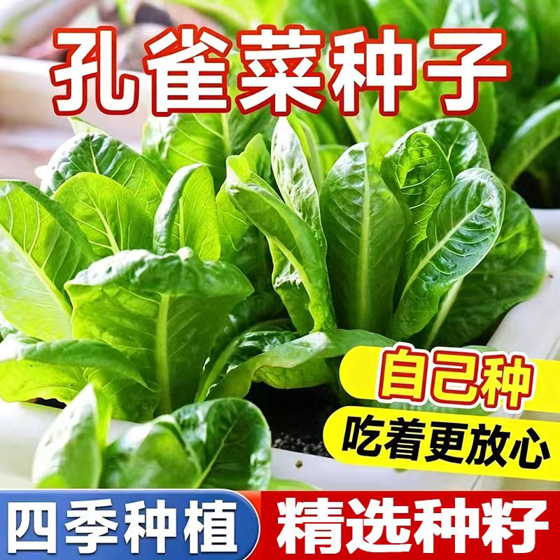 孔雀菜不打药不生虫生吃脆甜高营养直立生菜四季播生菜