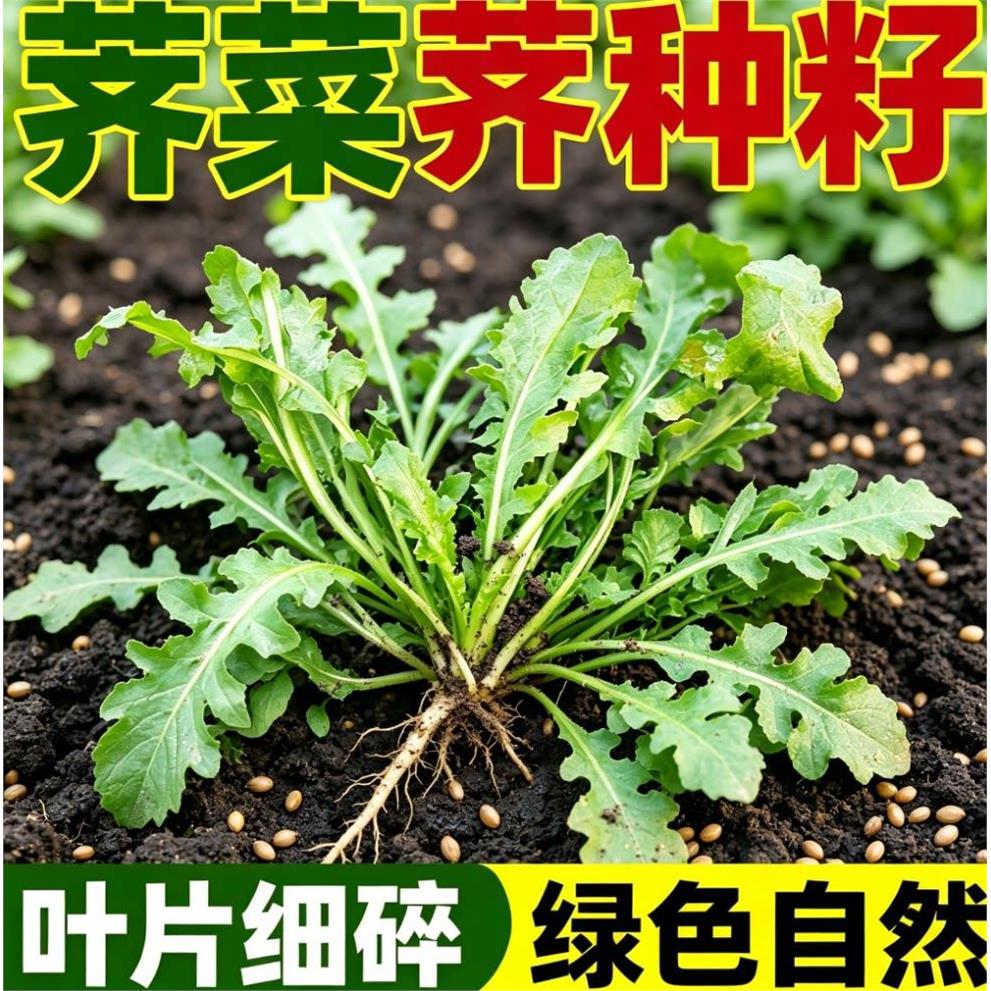 荠菜种子正宗大叶老品种