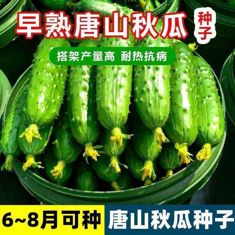老式唐山秋瓜种青瓜绿心老品种黄瓜生吃脆甜黄瓜新鲜蔬果农家蔬菜