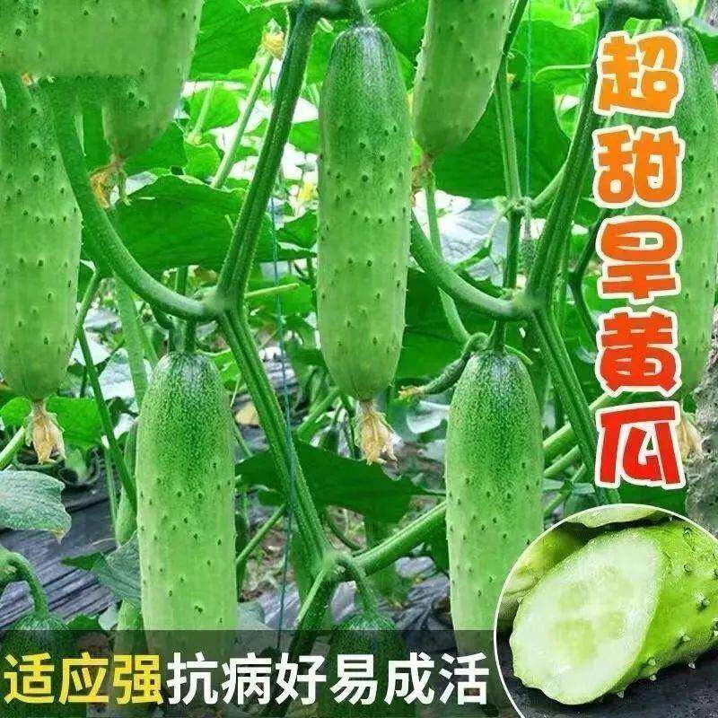唐山秋瓜种老式青瓜绿心黄瓜生吃脆甜老黄瓜新鲜蔬果农家蔬菜