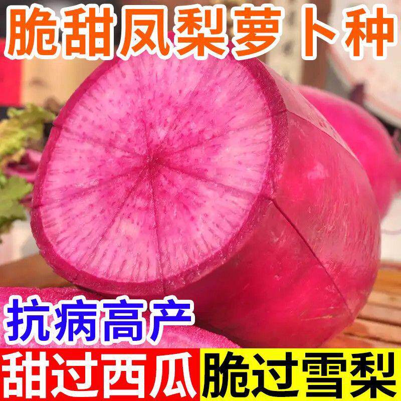 凤梨水果萝卜种籽大全红