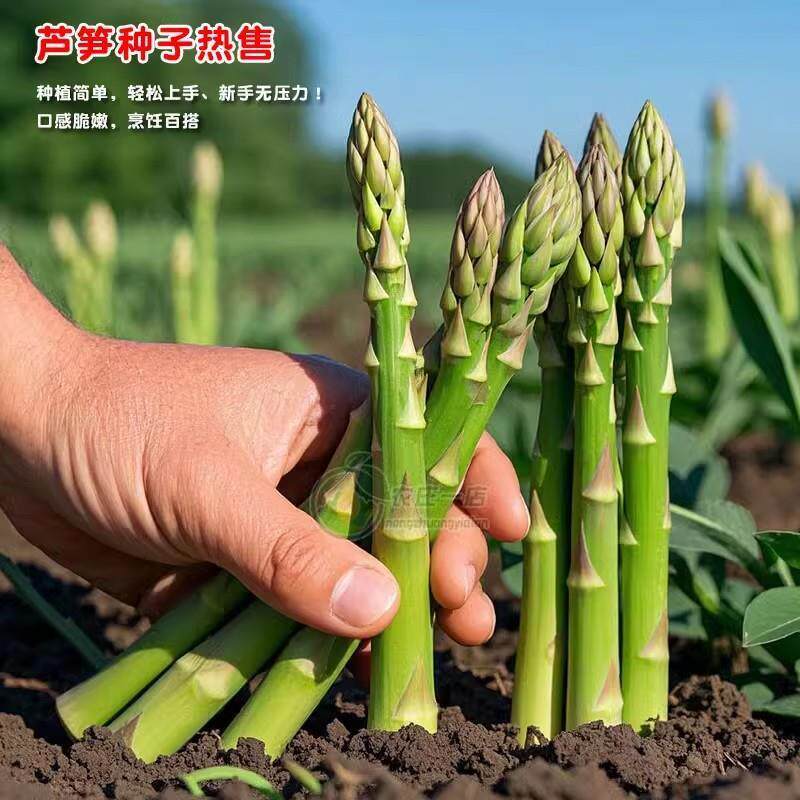 芦笋种孑种子苗根苗种根根种苗盆栽根苗籽带土蔬菜菜种籽蔬菜种子