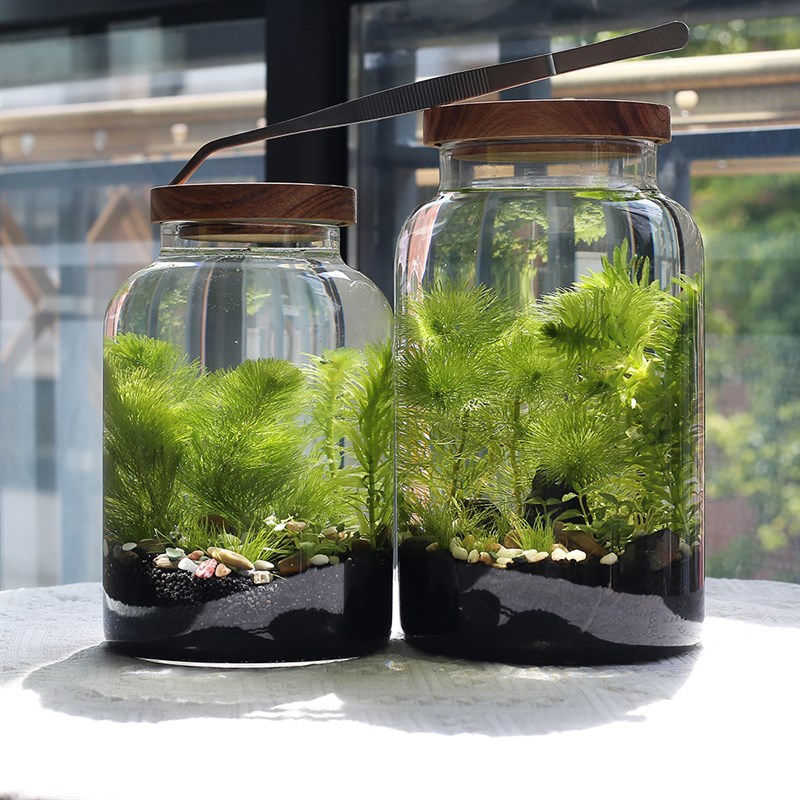 生态鱼缸微景观玻璃鱼缸办公桌面生态瓶免换水diy材料作业自循环