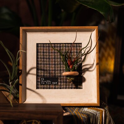 生野造物牵挂梨空气凤梨相框装A饰办公桌面绿植摆件软装挂画礼物