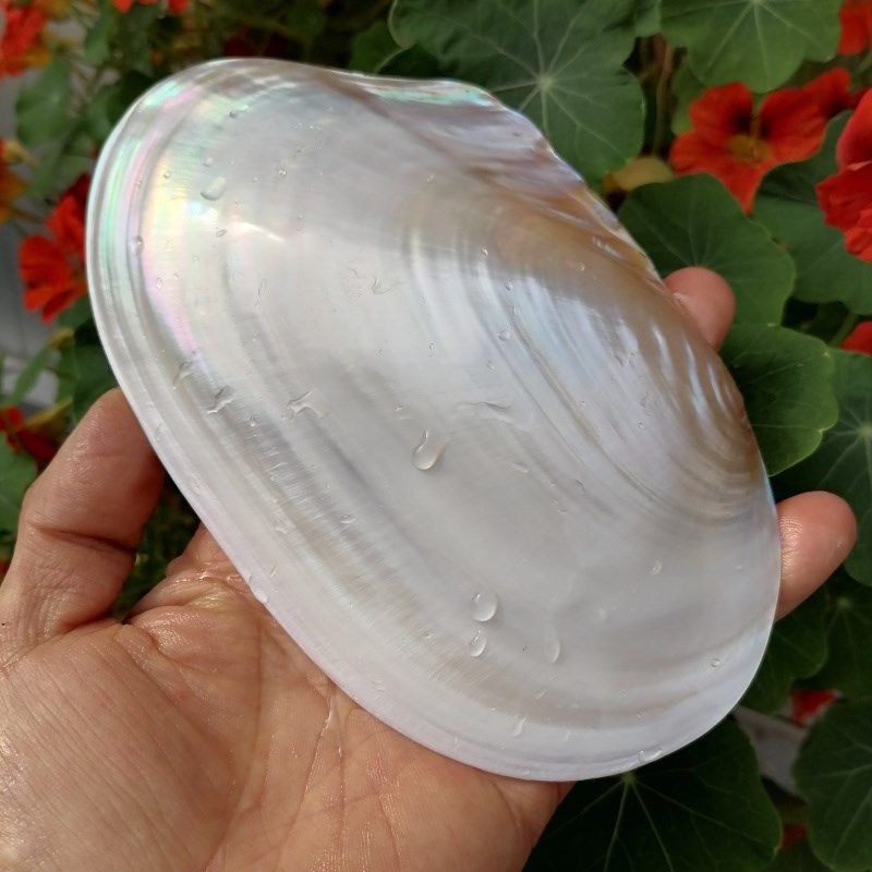 天然抛光单片光亮白贝壳炫彩蚌壳鱼缸造景拍摄道具果盘餐具菜盘,家居饰品,海螺/贝壳/珊瑚,淘宝优惠券,粉丝福利购,淘宝优惠卷