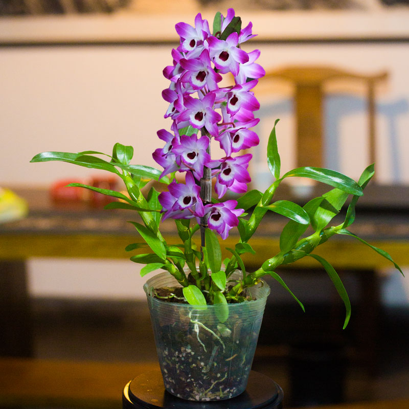 两件八折【春石斛】兰花苗种植铁皮石斛苗盆栽原盆原杯绿植花卉