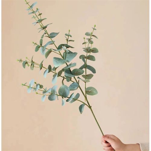 尤加利鲜花水培鲜切枝观叶植物家庭花艺室内桌面瓶插花满室清香