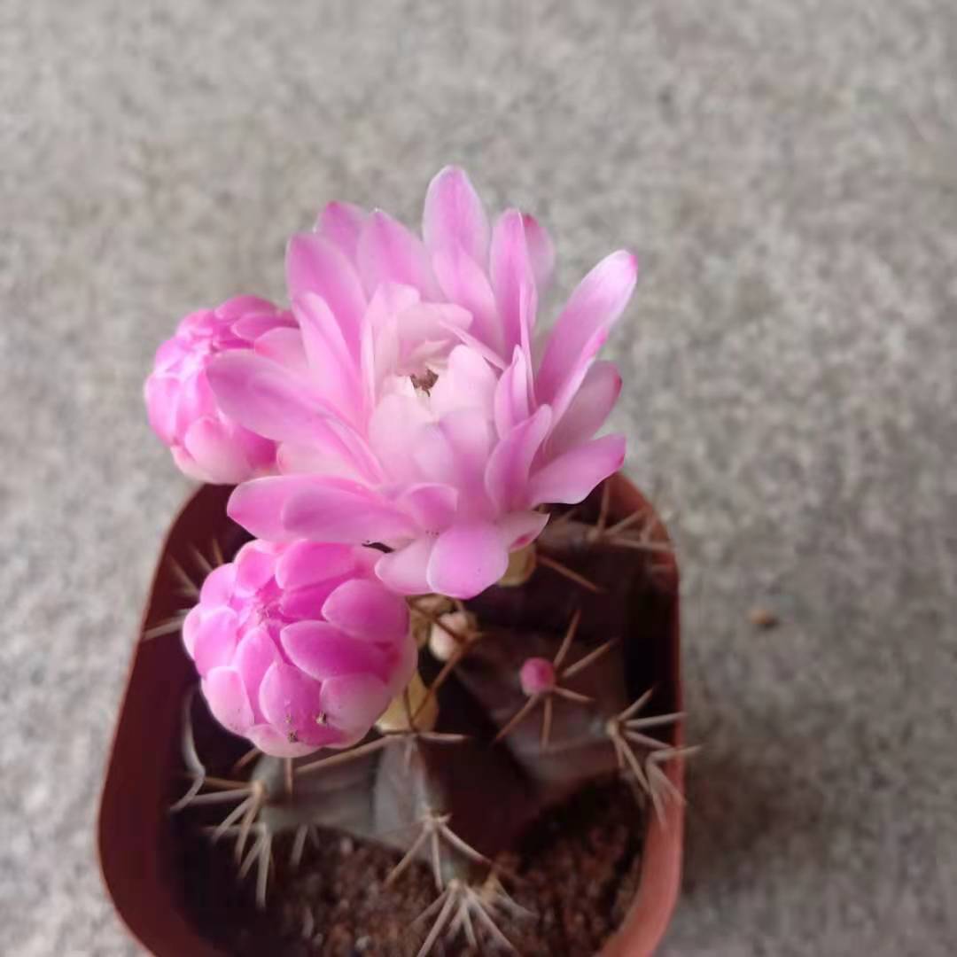 精选紫牡丹玉实生仙人球裸鄂属 稀有开花多肉植物绿植盆栽