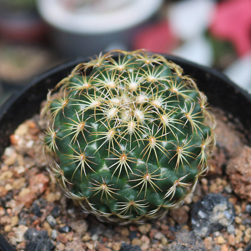 儒衣 实生仙人球精品稀有收藏品种开花仙人掌阳台庭院桌面小盆栽