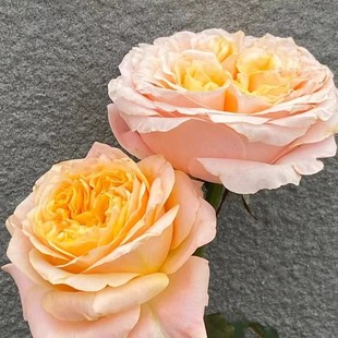 想象入梦灌木大花月季苗包子黄色的花芯直立切花玫瑰盆栽阳台绿植