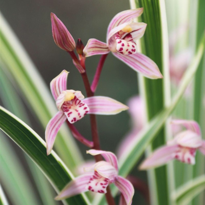 建兰直立细叶瓷白艺草白马王子兰花苗复色花浓香