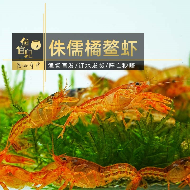 观赏虾鳌虾侏儒橘双带鳌虾淡水宠物虾特萨努虾红鼻枪虾天空蓝鳌虾