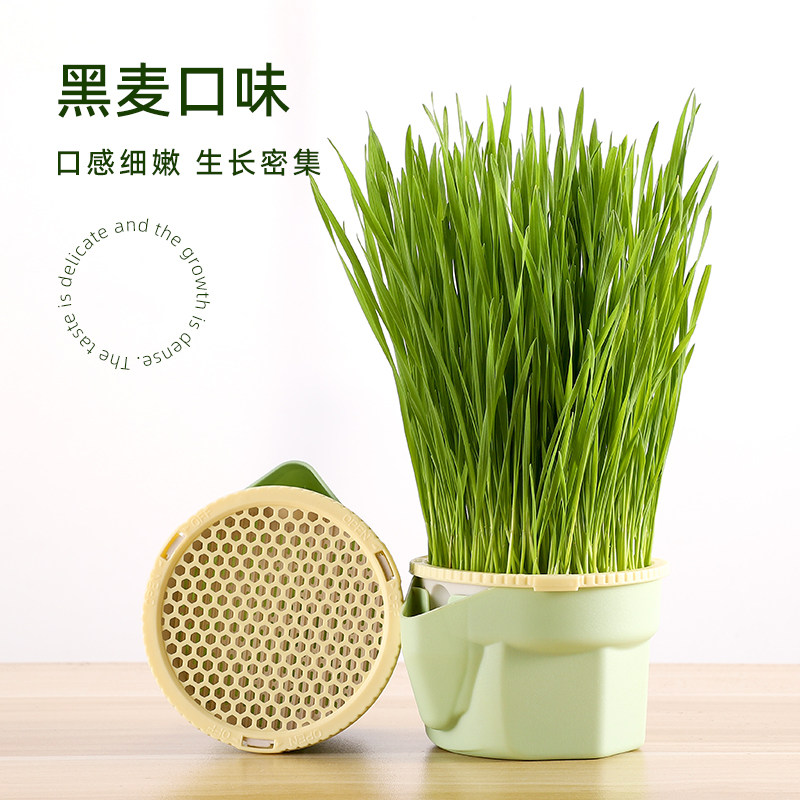 猫草盆栽小麦种子育苗盘无土水培化毛草猫薄荷懒人幼猫咪零食用品