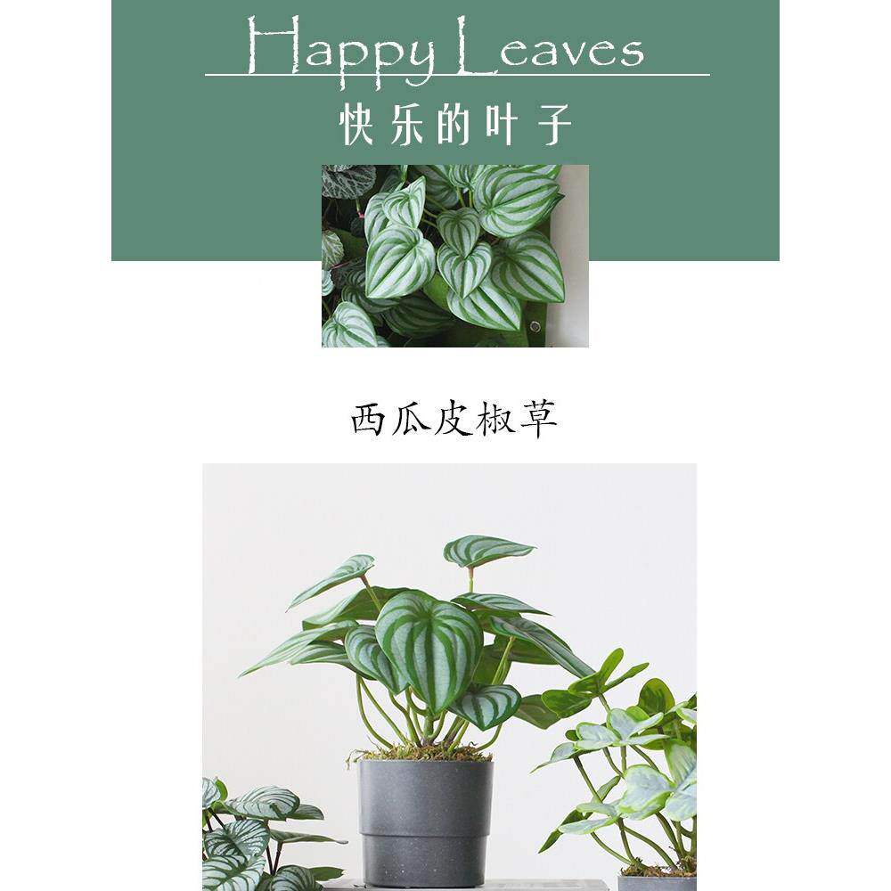 北欧in彷绿植盆栽 雨林s植物CUW墙饰摆件真家居客厅玄装关书架小