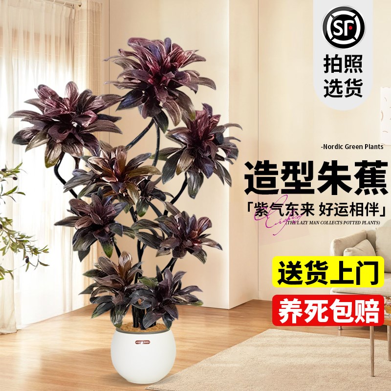 娃娃朱蕉绿植高级感客厅室内大型植物盆栽落地大号高端大气上档次