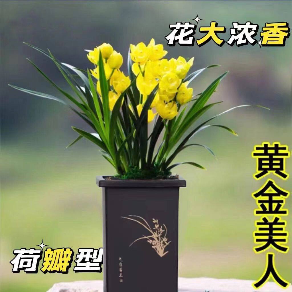 超香型四季兰花苗【黄金美人】夏带花苞浓香大花朵花卉绿植盆栽